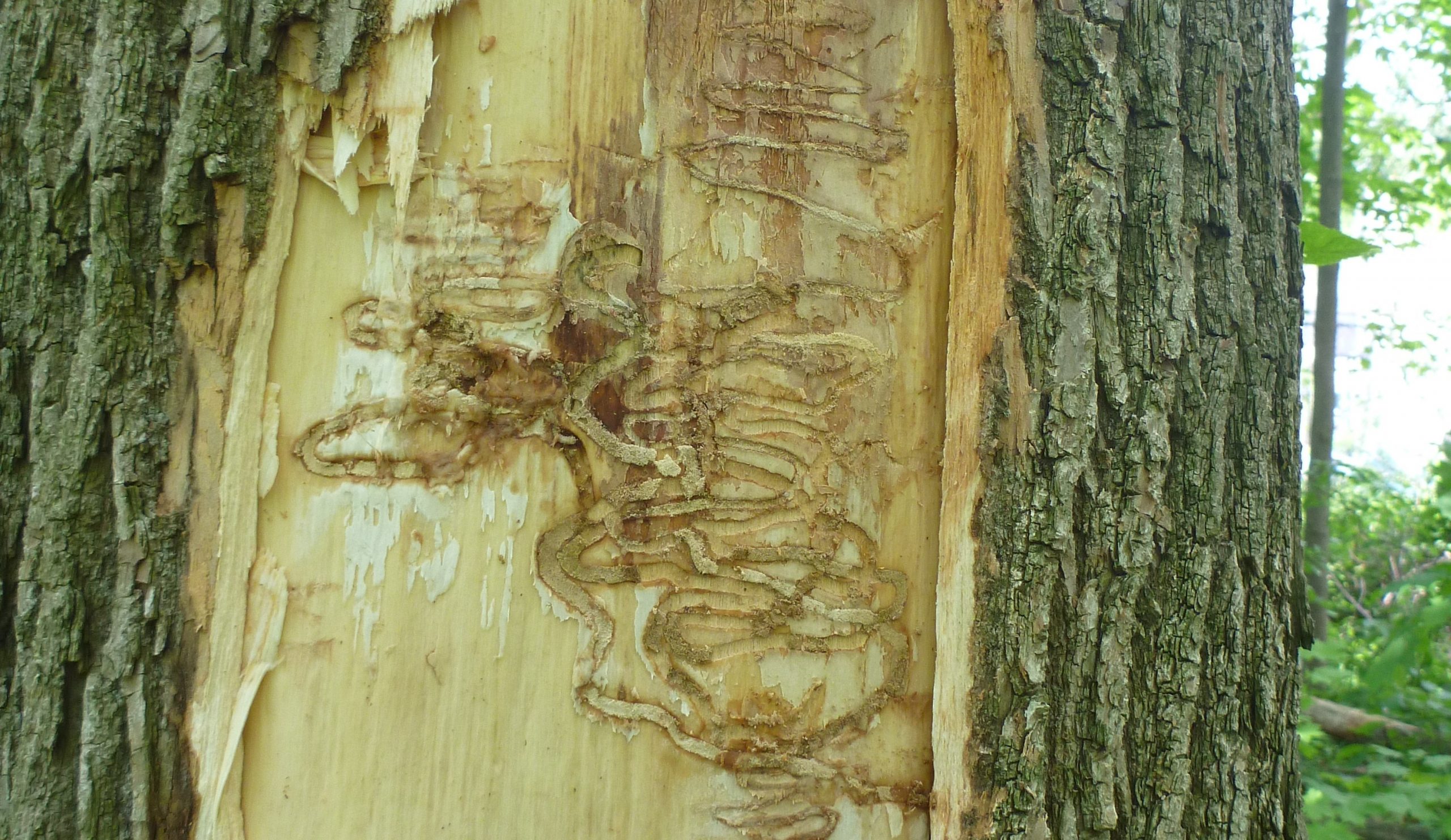 EAB gallery 2 cropped Daegan Inward.jpg