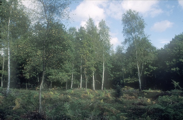 Silver birch on heathland, Chobham, Surrey, England.