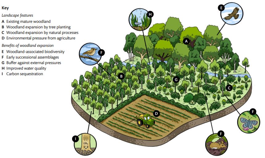 Figure 4 - demonstrates the landscape features and benefits of expansion of an existing mature woodland through tree planting and natural processes.